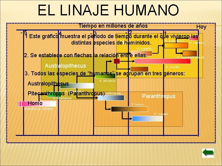 EL LINAJE HUMANO Tiempo en millones de años Hoy -5 -2 - 4 muestra