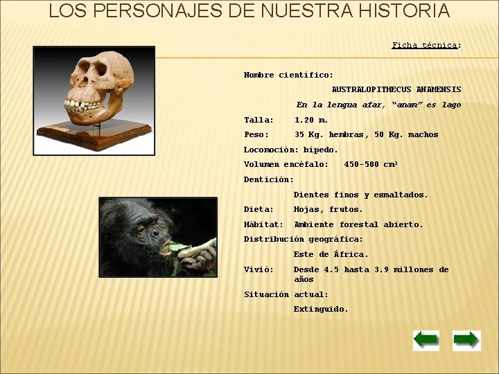 LOS PERSONAJES DE NUESTRA HISTORIA Ficha técnica: Nombre científico: AUSTRALOPITHECUS ANAMENSIS En la lengua