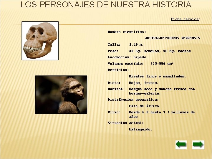 LOS PERSONAJES DE NUESTRA HISTORIA Ficha técnica: Nombre científico: AUSTRALOPITHECUS AFARENSIS Talla: 1. 40