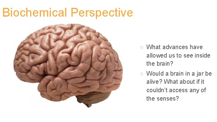 Biochemical Perspective ○ What advances have allowed us to see inside the brain? ○