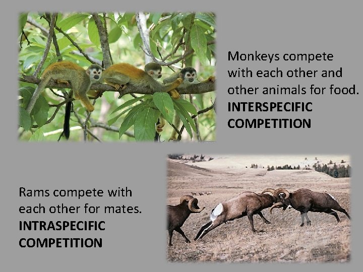 Monkeys compete with each other and other animals for food. INTERSPECIFIC COMPETITION Rams compete