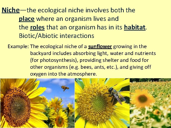Niche—the ecological niche involves both the place where an organism lives and the roles