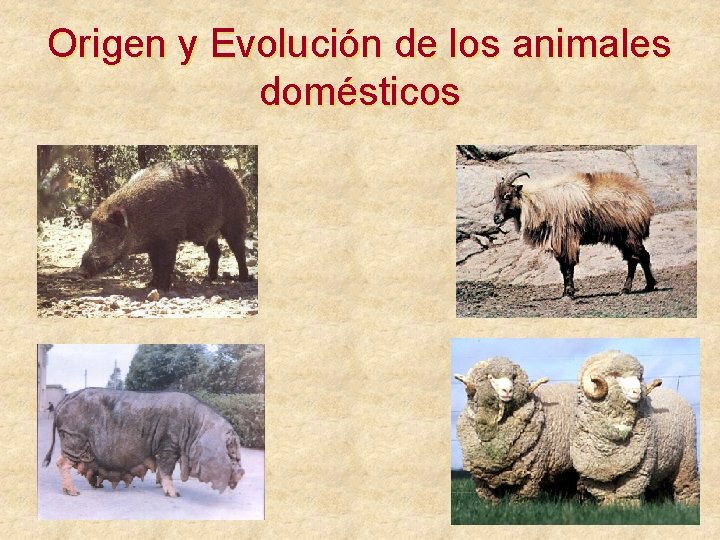 Origen y Evolución de los animales domésticos 