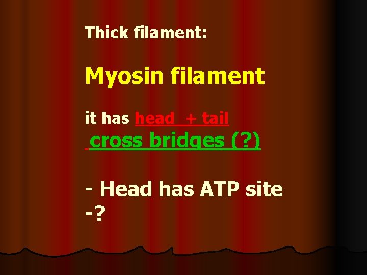 Thick filament: Myosin filament it has head + tail cross bridges (? ) -