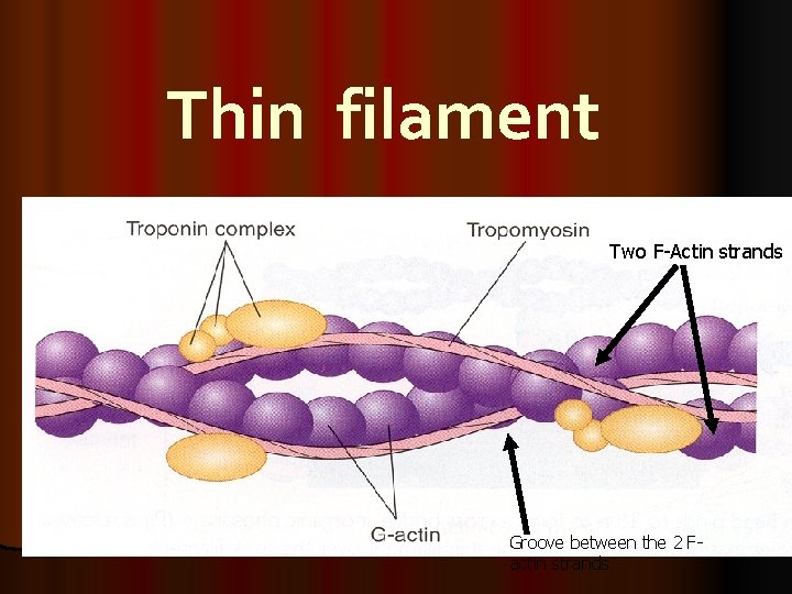 Thin filament Two F-Actin strands Groove between the 2 Factin strands 