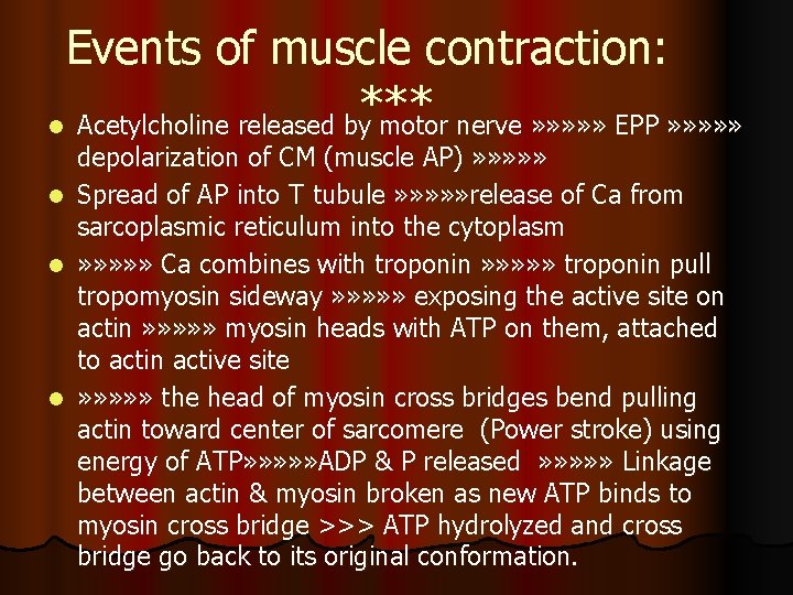 Events of muscle contraction: *** l Acetylcholine released by motor nerve » » »