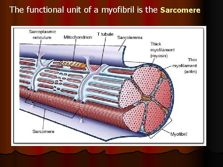 The functional unit of a myofibril is the Sarcomere 