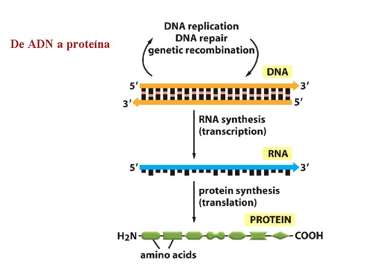 De ADN a proteína 