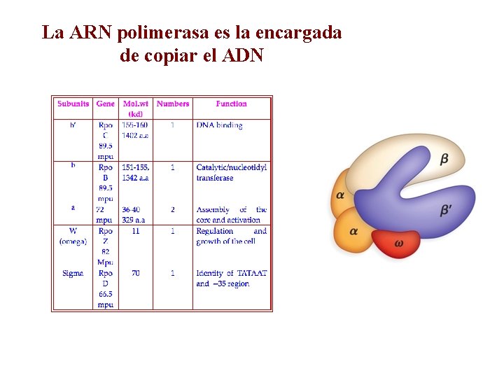 La ARN polimerasa es la encargada de copiar el ADN 