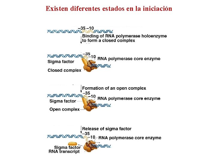 Existen diferentes estados en la iniciación 