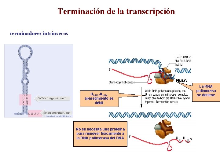 Terminación de la transcripción terminadores intrínsecos Nus. A URNA-ADNA apareamiento es débil No se