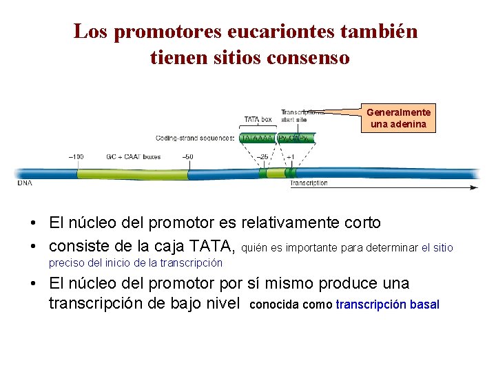 Los promotores eucariontes también tienen sitios consenso Generalmente una adenina • El núcleo del