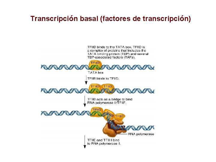 Transcripción basal (factores de transcripción) 