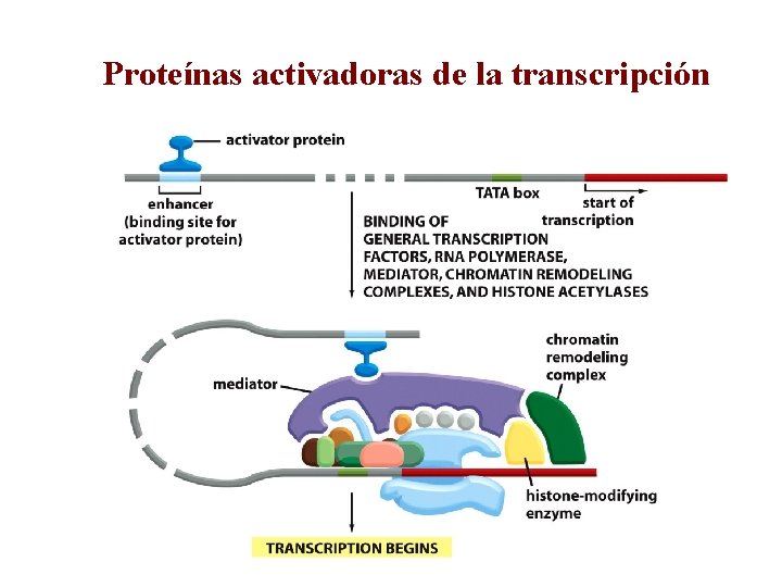 Proteínas activadoras de la transcripción 
