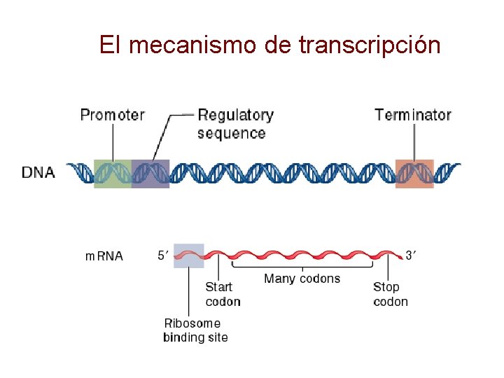 El mecanismo de transcripción 