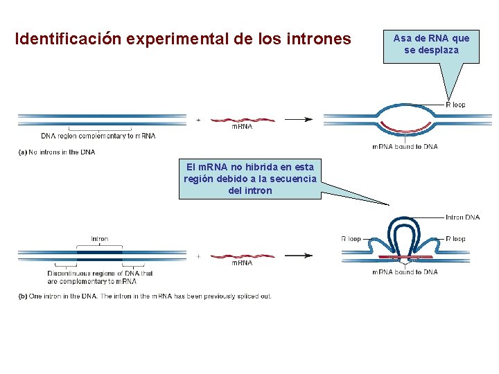 Identificación experimental de los intrones El m. RNA no hibrida en esta región debido