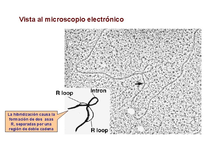 Vista al microscopio electrónico La hibridización causa la formación de dos asas R, separadas