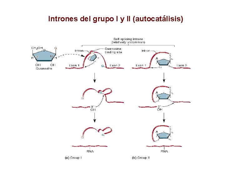 Intrones del grupo I y II (autocatálisis) 