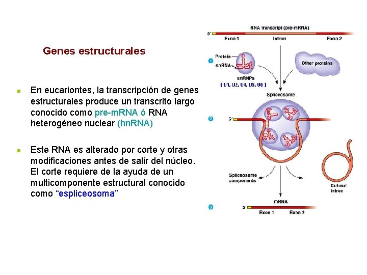 Genes estructurales n n En eucariontes, la transcripción de genes estructurales produce un transcrito