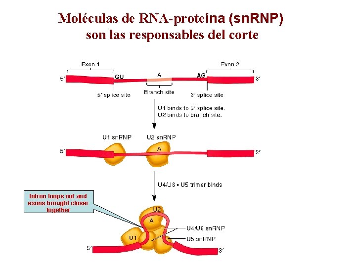 Moléculas de RNA-proteína (sn. RNP) son las responsables del corte Intron loops out and