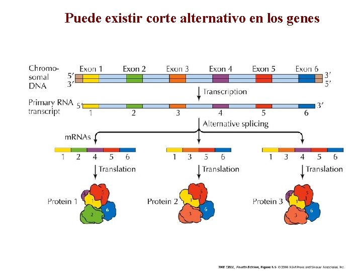 Puede existir corte alternativo en los genes 