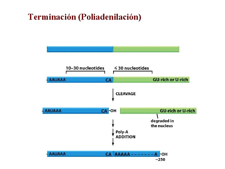 Terminación (Poliadenilación) 