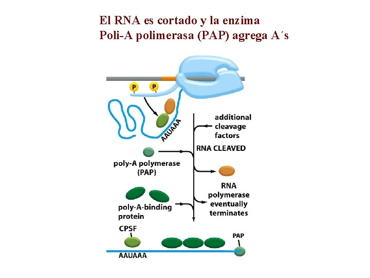 El RNA es cortado y la enzima Poli-A polimerasa (PAP) agrega A´s 