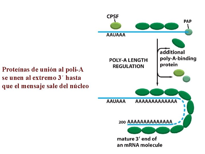 Proteínas de unión al poli-A se unen al extremo 3´ hasta que el mensaje