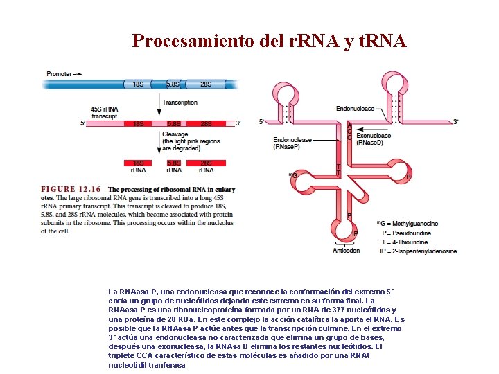 Procesamiento del r. RNA y t. RNA La RNAasa P, una endonucleasa que reconoce