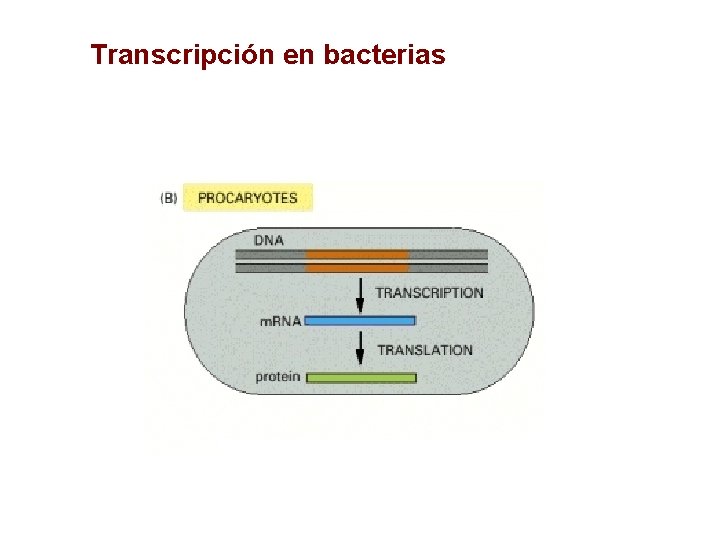 Transcripción en bacterias 