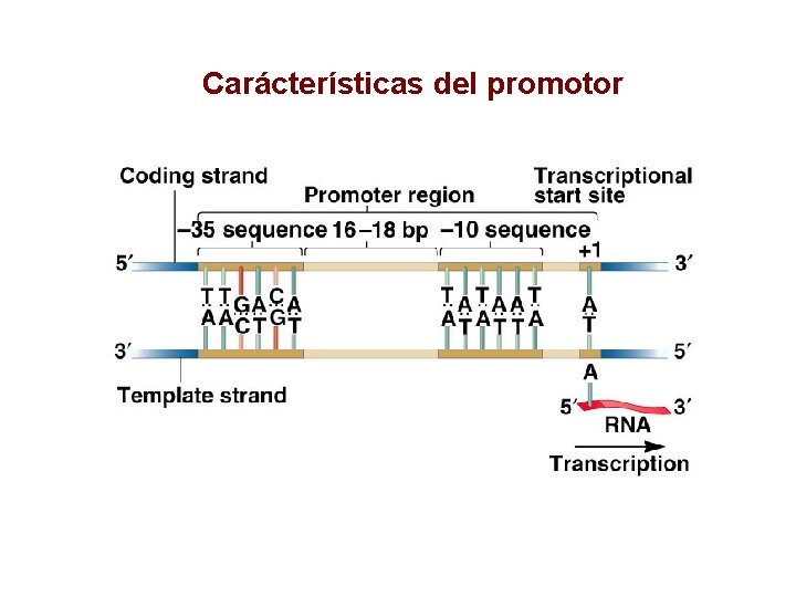 Carácterísticas del promotor 
