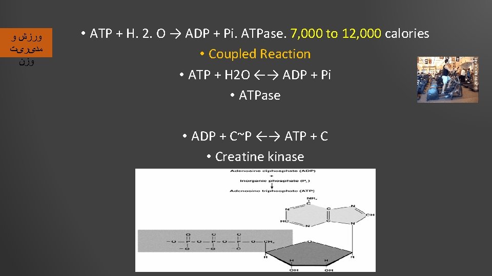  ﻭﺭﺯﺵ ﻭ ﻣﺪیﺮیﺖ ﻭﺯﻥ • ATP + H. 2. O → ADP +