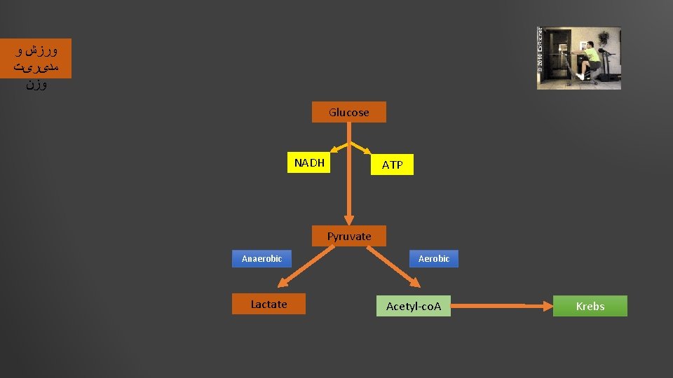  ﻭﺭﺯﺵ ﻭ ﻣﺪیﺮیﺖ ﻭﺯﻥ Glucose NADH ATP Pyruvate Anaerobic Lactate Aerobic Acetyl-co. A