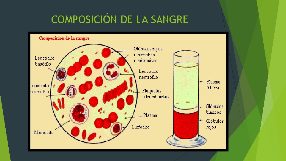 COMPOSICIÓN DE LA SANGRE 