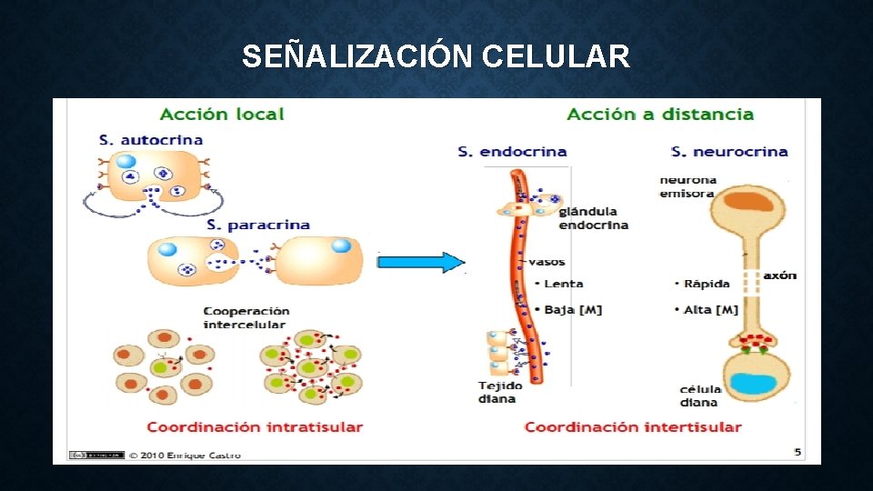 SEÑALIZACIÓN CELULAR 