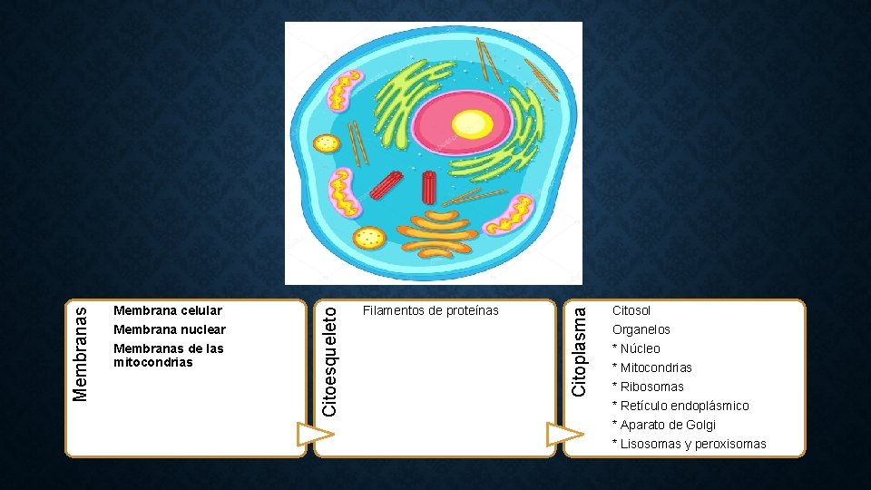 Membranas de las mitocondrias Filamentos de proteínas Citoplasma Membrana nuclear Citoesqueleto Membranas Membrana celular