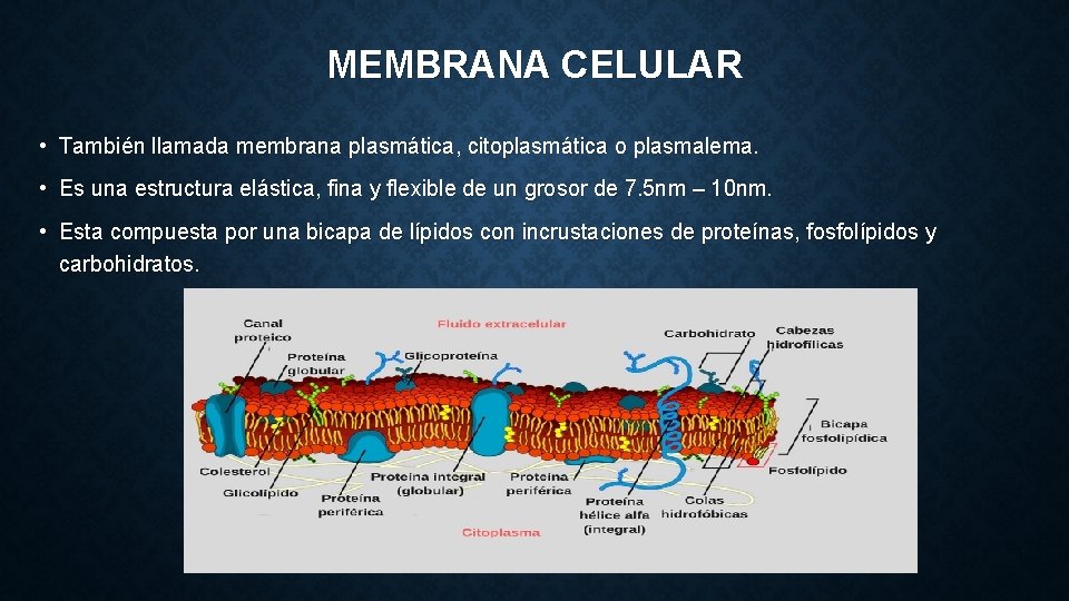 MEMBRANA CELULAR • También llamada membrana plasmática, citoplasmática o plasmalema. • Es una estructura