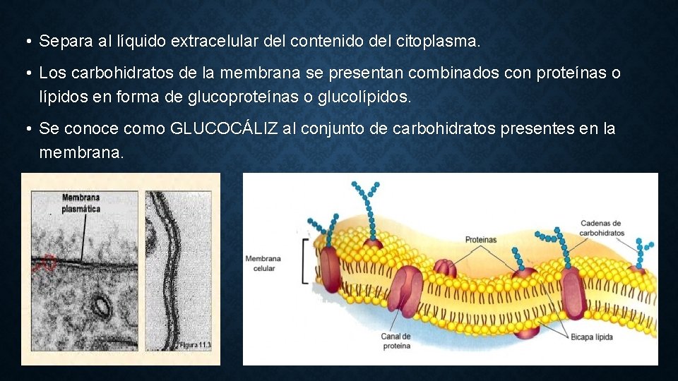  • Separa al líquido extracelular del contenido del citoplasma. • Los carbohidratos de