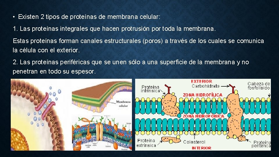  • Existen 2 tipos de proteínas de membrana celular: 1. Las proteínas integrales