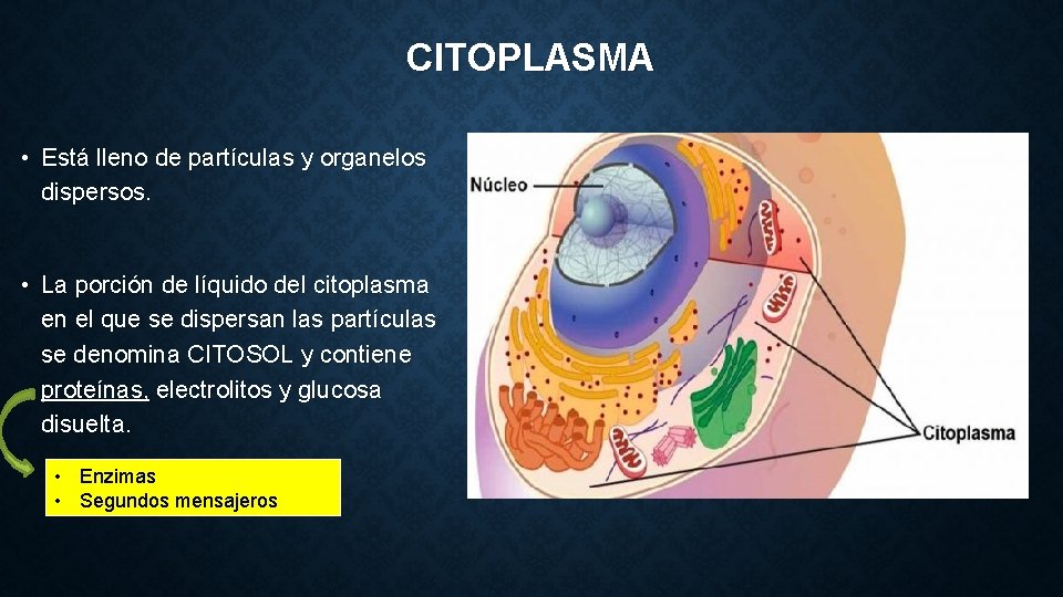 CITOPLASMA • Está lleno de partículas y organelos dispersos. • La porción de líquido