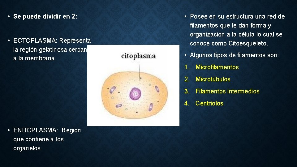  • Se puede dividir en 2: • ECTOPLASMA: Representa la región gelatinosa cercana