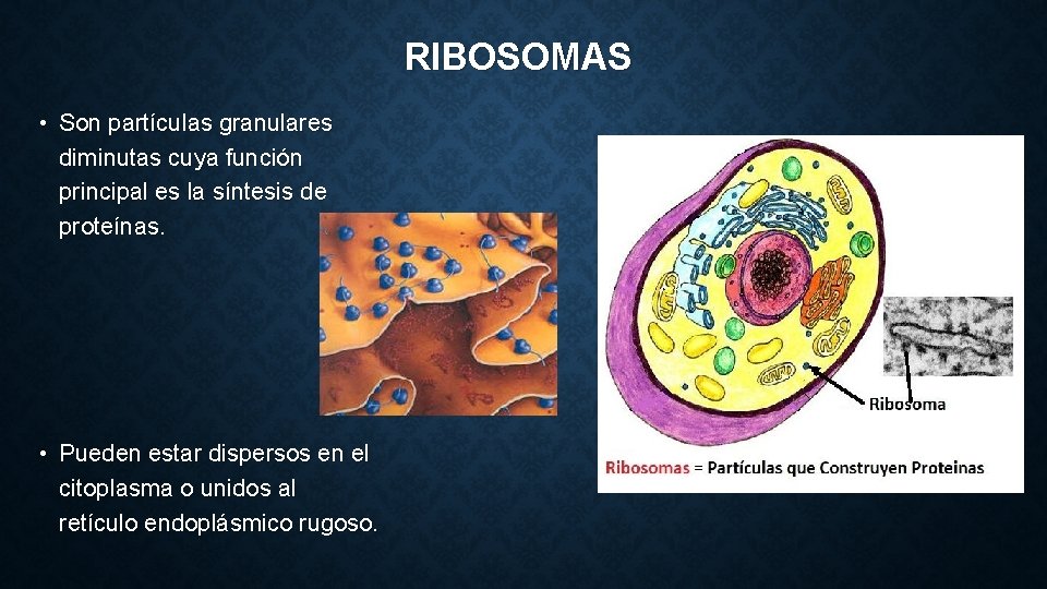 RIBOSOMAS • Son partículas granulares diminutas cuya función principal es la síntesis de proteínas.