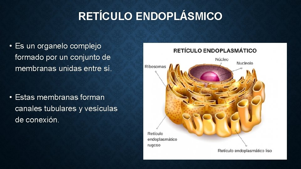 RETÍCULO ENDOPLÁSMICO • Es un organelo complejo formado por un conjunto de membranas unidas