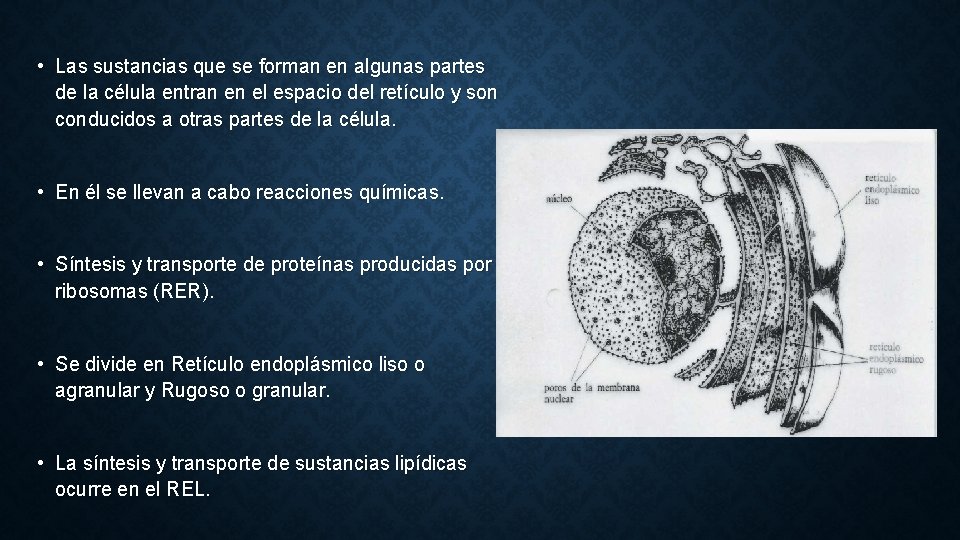  • Las sustancias que se forman en algunas partes de la célula entran