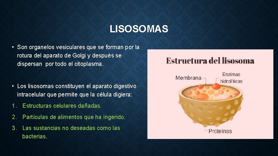 LISOSOMAS • Son organelos vesiculares que se forman por la rotura del aparato de