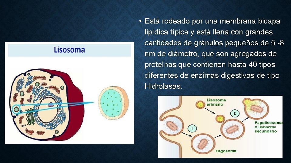  • Está rodeado por una membrana bicapa lipídica típica y está llena con