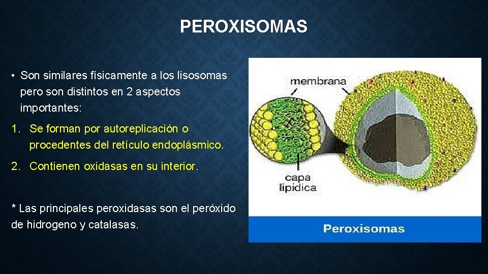 PEROXISOMAS • Son similares físicamente a los lisosomas pero son distintos en 2 aspectos