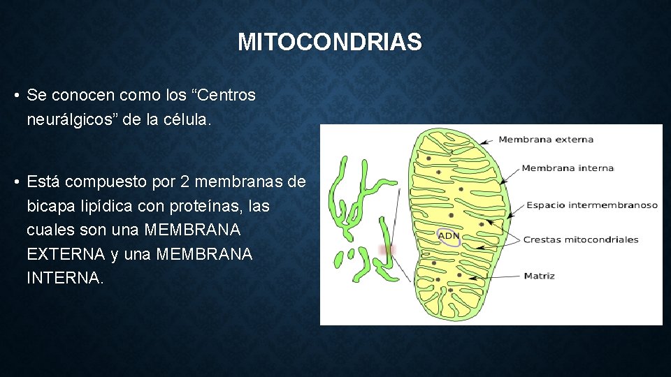 MITOCONDRIAS • Se conocen como los “Centros neurálgicos” de la célula. • Está compuesto