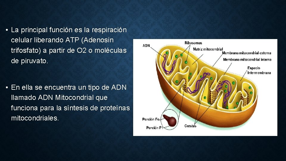  • La principal función es la respiración celular liberando ATP (Adenosin trifosfato) a
