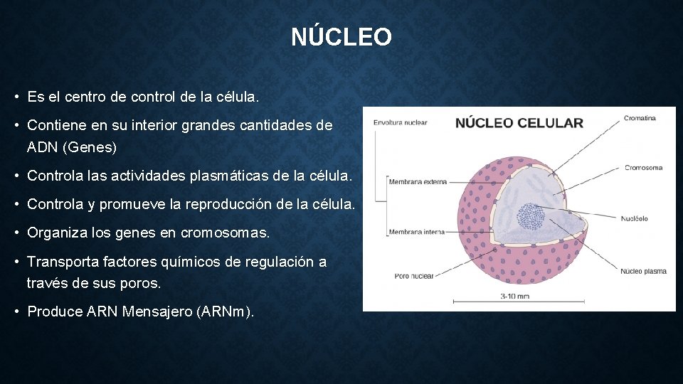 NÚCLEO • Es el centro de control de la célula. • Contiene en su